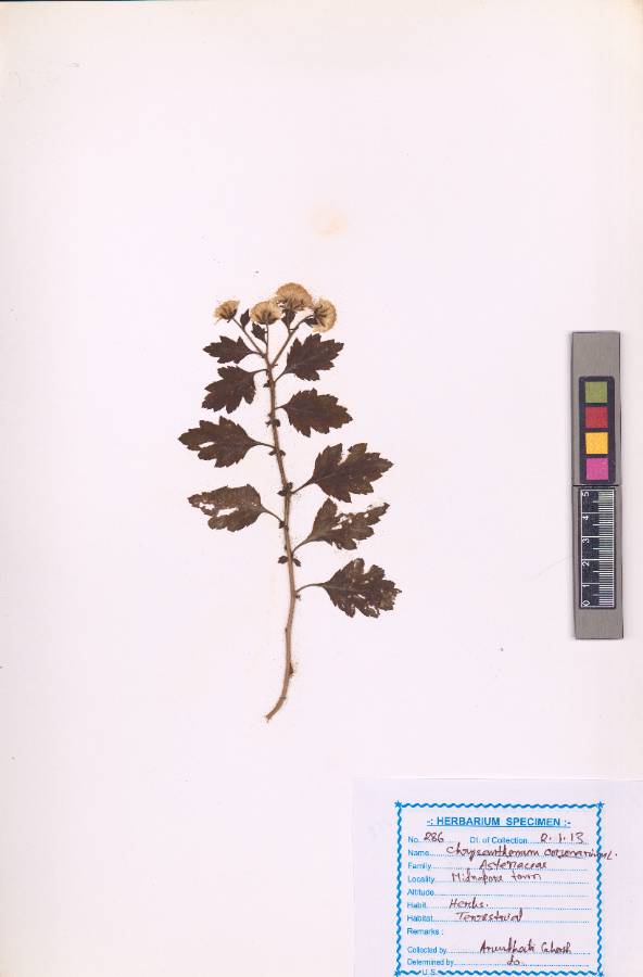 Chrysanthemum coronarium L.
(VUHASTE00007.1)