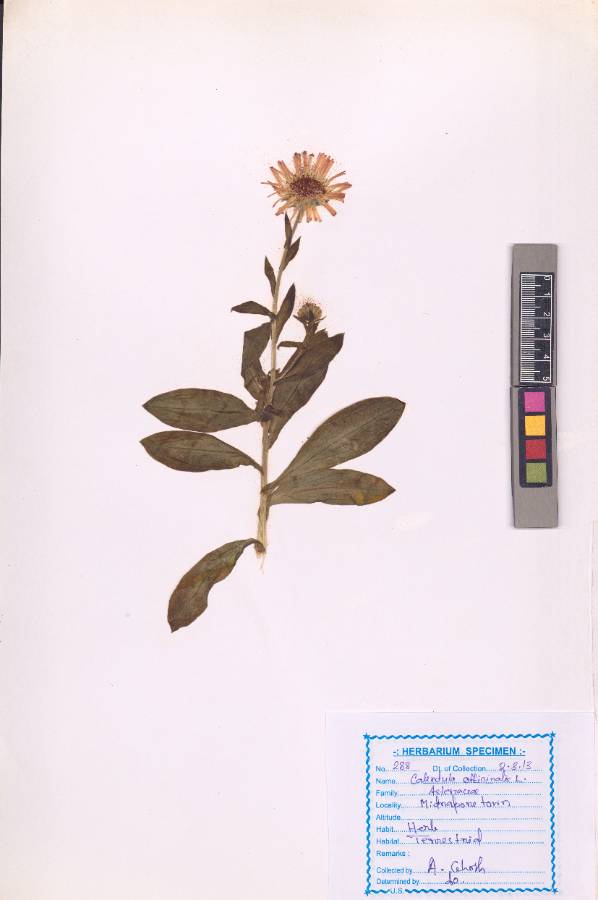 Calendula officinalis
L.
(VUHASTE00005.1)