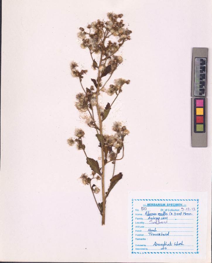 Blumea mollis (D.Don) Merr.
(VUHASTE00004.1)