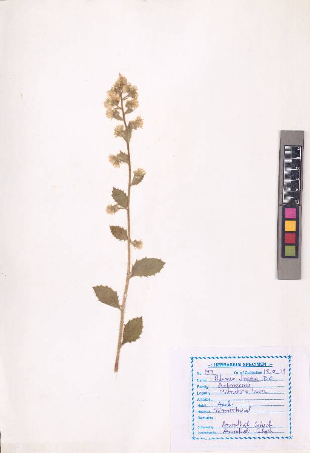 Blumea lacera (Burm.f.) DC.
(VUHASTE00003.1)