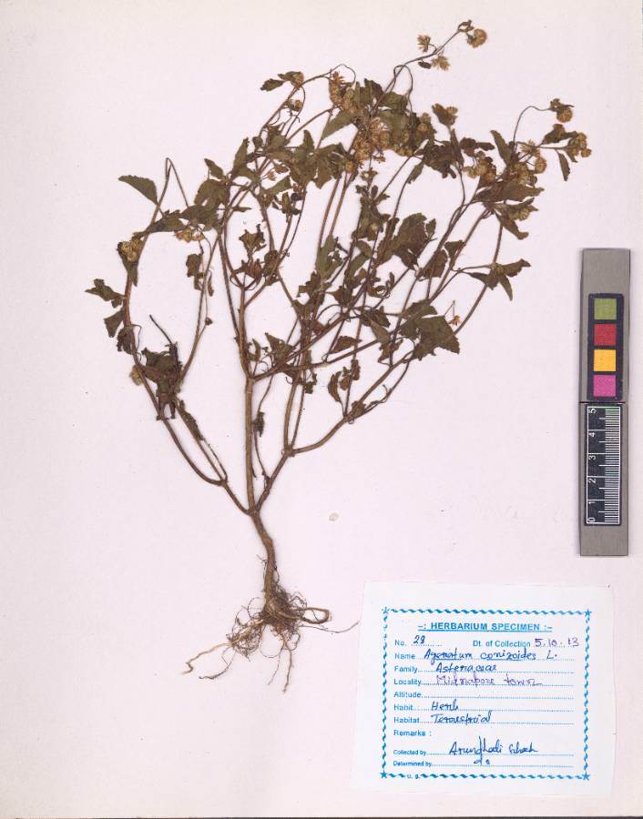 Ageratum conyzoides
L.
(VUHASTE00002.1)