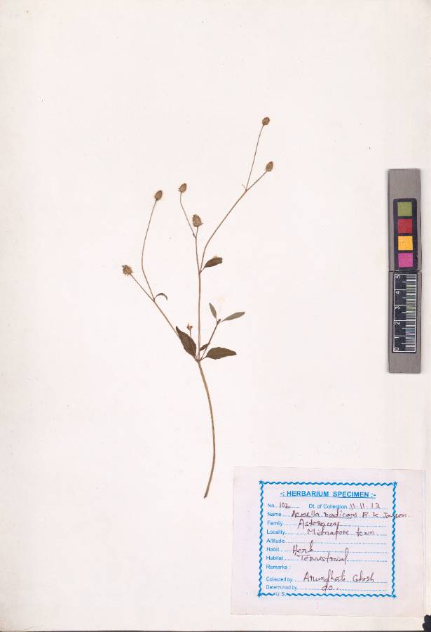 Acmella radicans (Jacq.) R.K.Jansen
(VUHASTE00001.1)