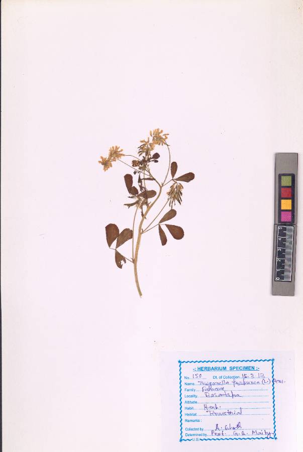 Trigonella purpurea (L.) Pers (VUHFABA00029.1)