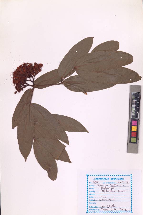 Saraca indica
L.
(VUHFABA00027.1)