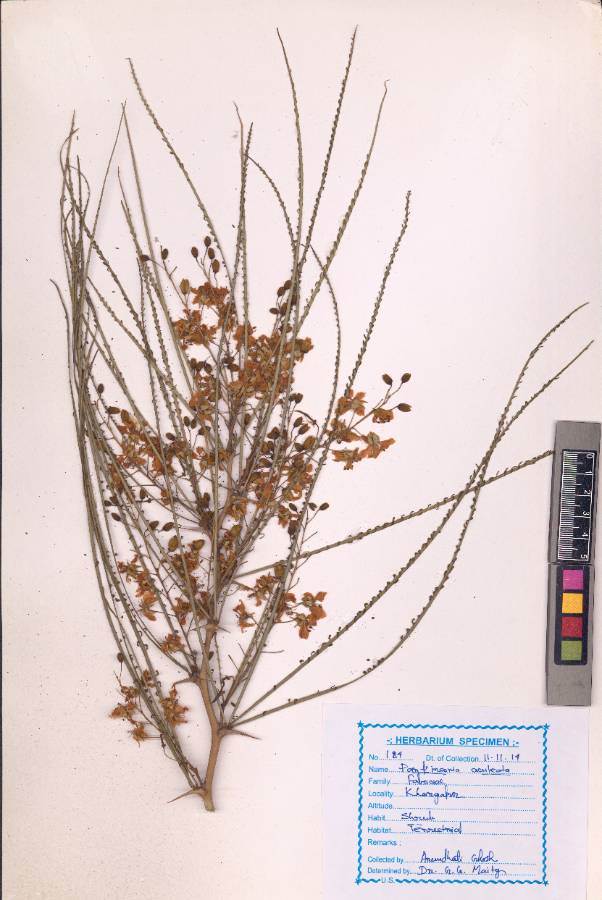 Parkinsonia aculeata
L.
(VUHFABA00024.1)