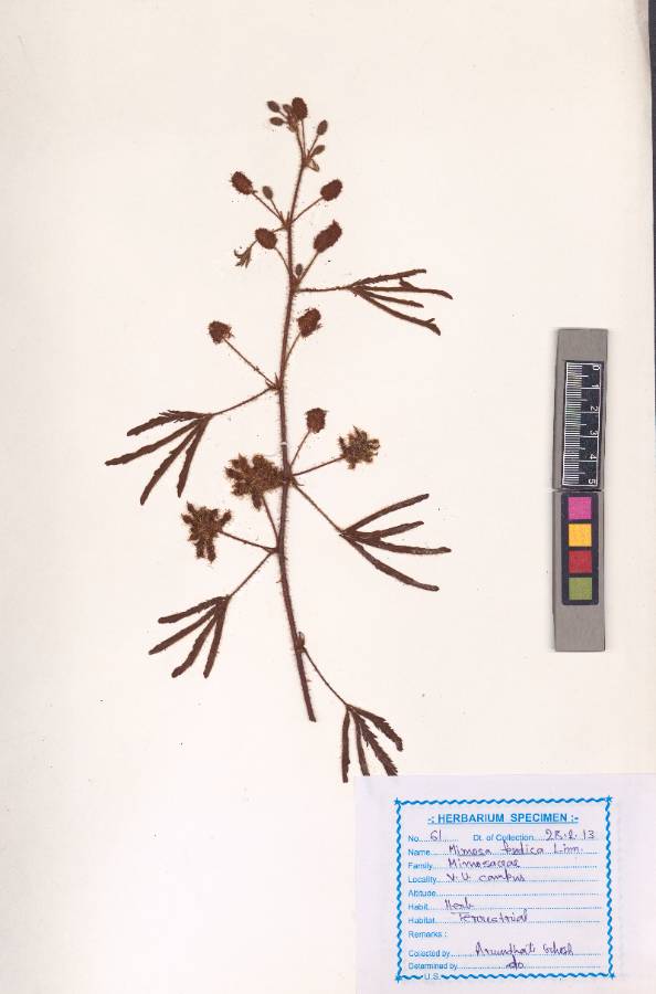 Mimosa pudica L. (VUHFABA00022.1)