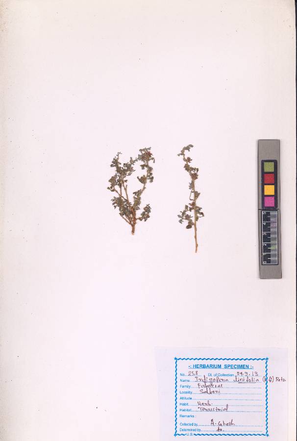 Indigofera linifolia
(L.f.) Retz.
(VUHFABA00020.1)