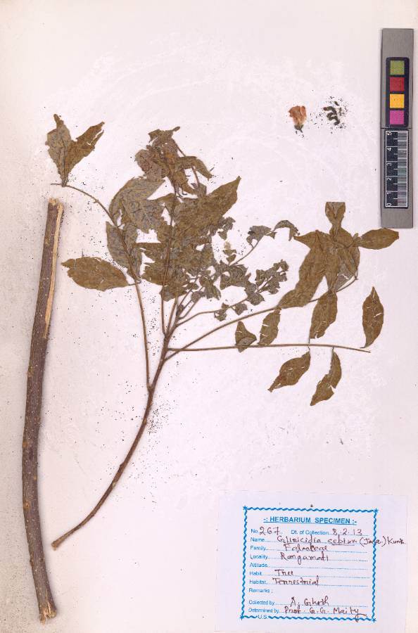 Gliricidia sepium
(Jacq.) Steud.
(VUHFABA00019.1)