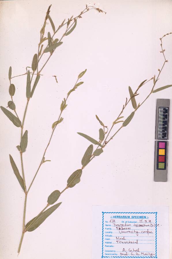 Desmodium triquetrum (L.)DC.
(VUHFABA00017.1)