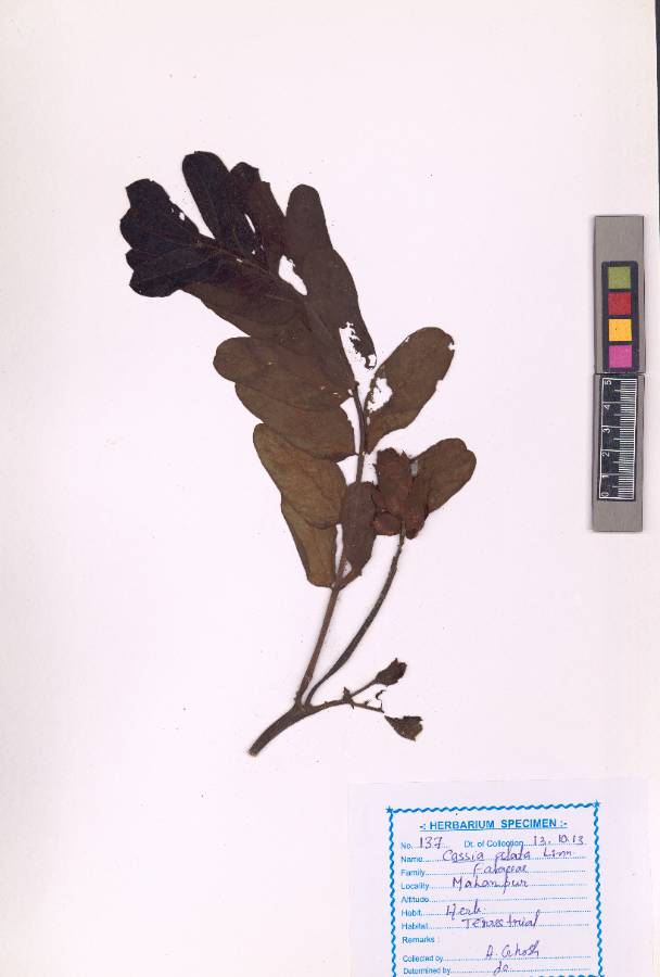 Cassia alata L.
(VUHFABA00010.1)