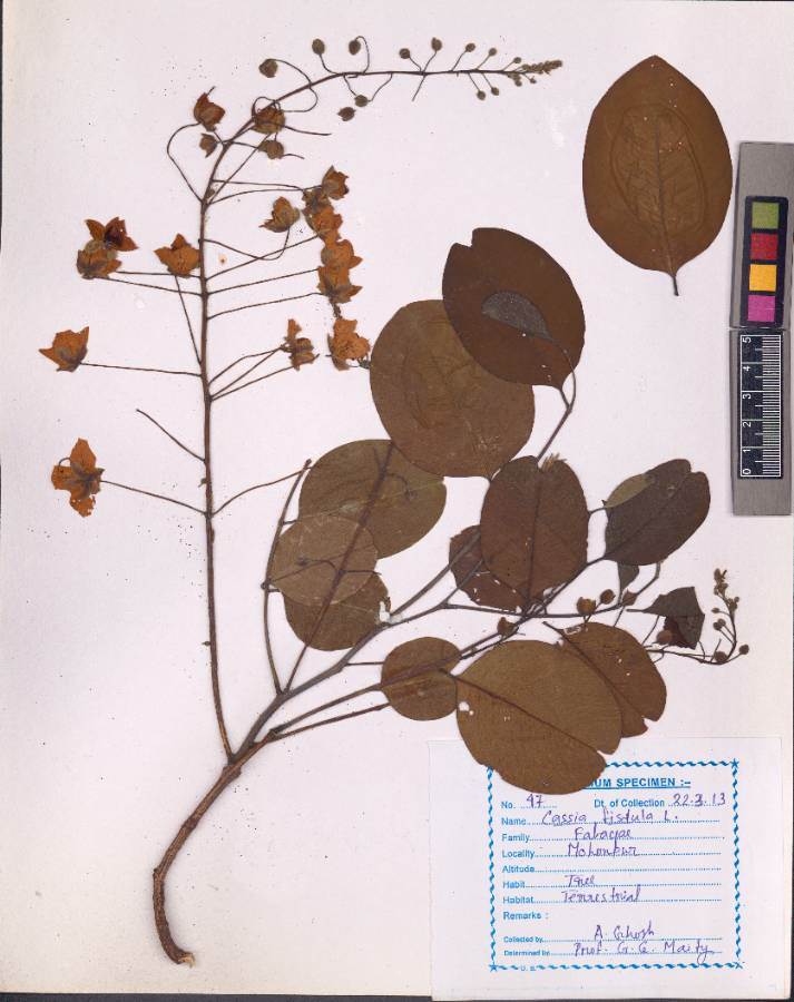 Cassia fistula
L.
(VUHFABA00011.1)