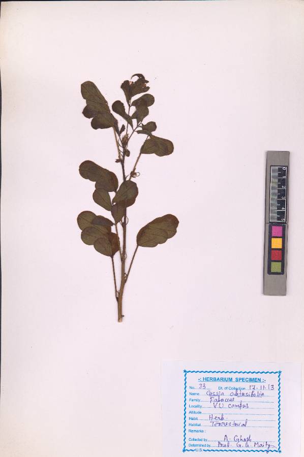 Cassia obtusifolia 
(VUHFABA00012.1)