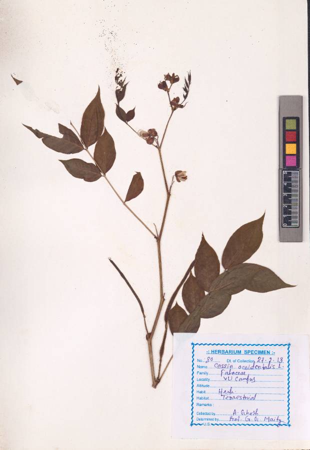 Cassia occidentalis L.
(VUHFABA00013.1)