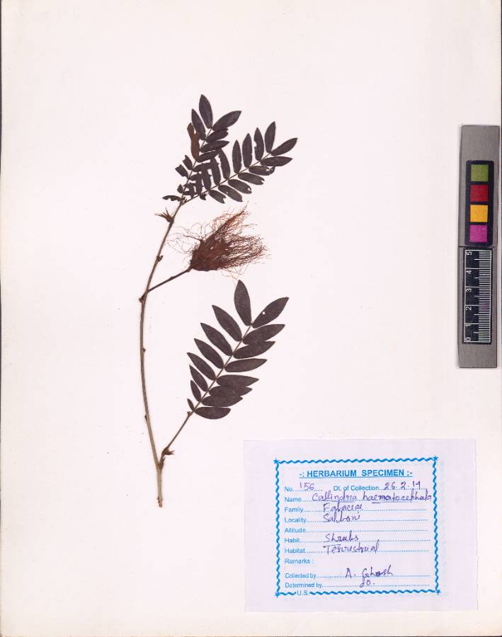 Calliandra haematocephala
Hassk.
(VUHFABA00009.1)