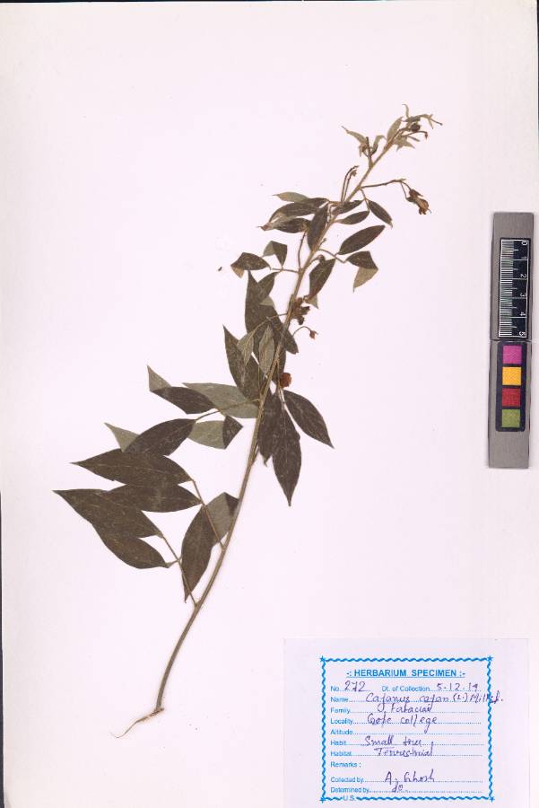 Cajanus cajan
(L.) Millsp.
(VUHFABA00008.1)