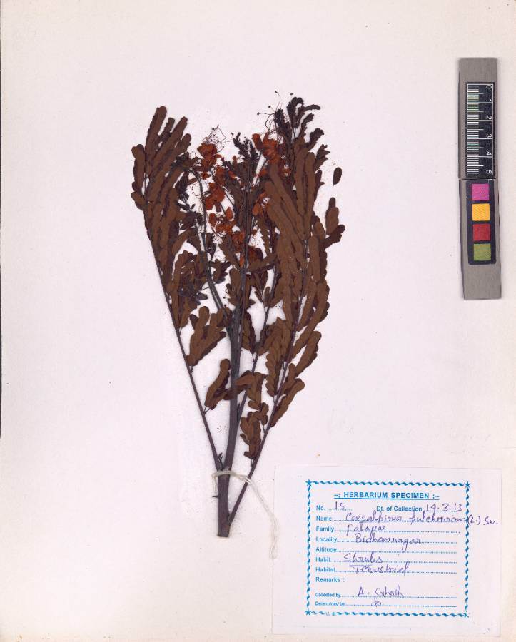 Caesalpinia pulcherrima
(L.) Sw.
(VUHFABA00007.1)