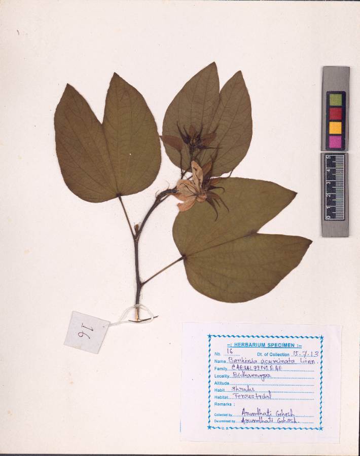 Bauhinia acuminata Linn.
(VUHFABA00005.1)