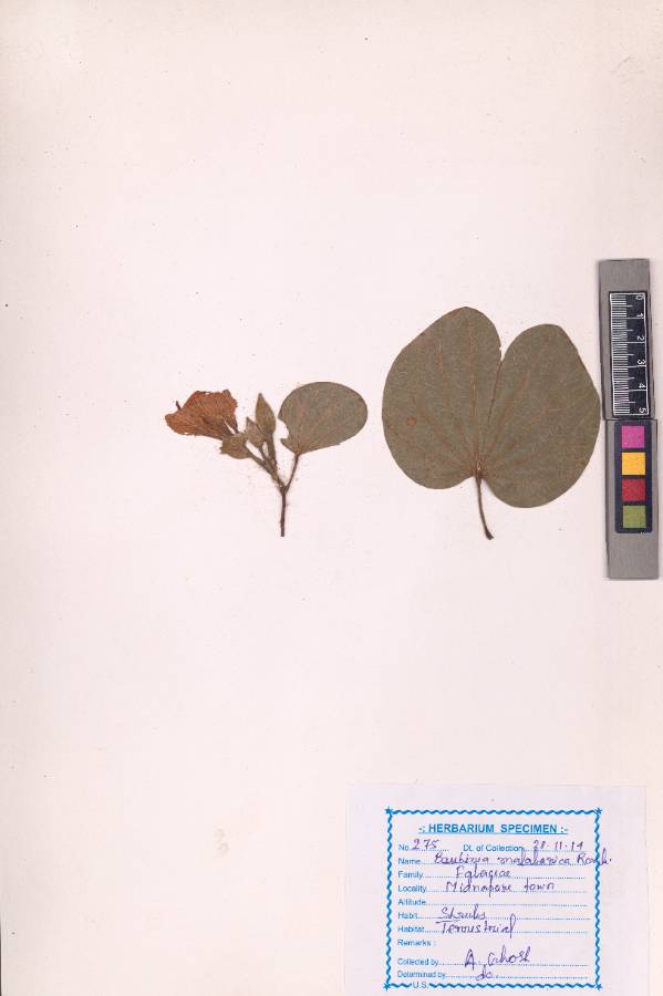 Bauhinia malabarica Roxb.
(VUHFABA00006.1)