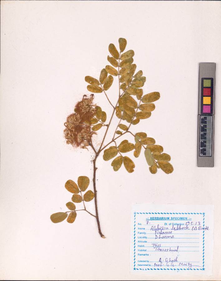 VAlbizia lebbeck
(L.) Benth.
(UHFABA00004.1)