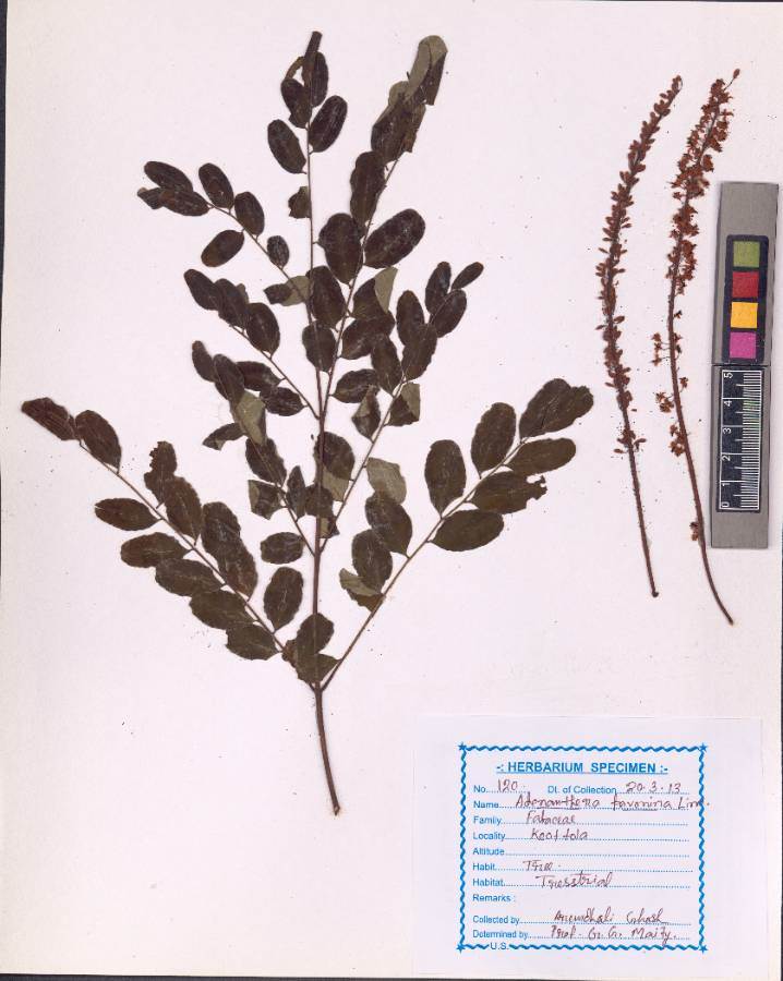 Adenanthera pavonina
L.
(VUHFABA00003.1)