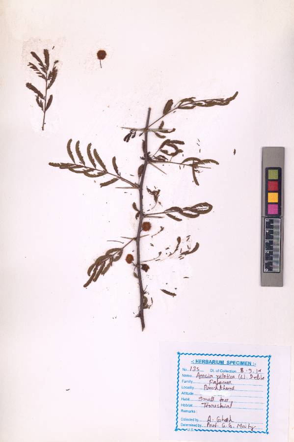 Acacia nilotica (L.) Willd. ex Delile
(VUHFABA00002.1)