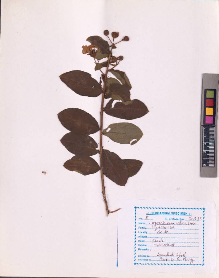 Lagerstroemia indica
L. (VUHLYTH00001.1)