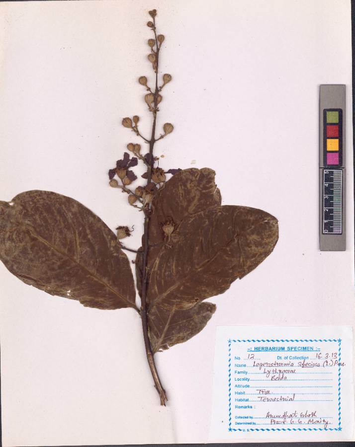 Lagerstroemia speciosa
(L.) Pers.(VUHLYTH00002.1)