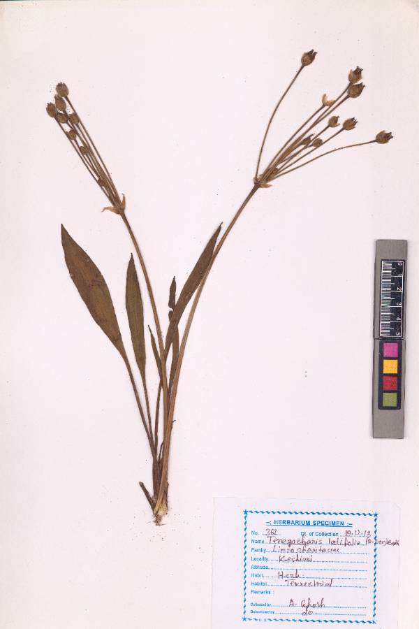 Tenagocharis latifolia (D.Don) Buchenau (VUHLIMN00001.1)