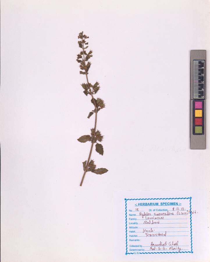 Hyptis suaveolens (L.) Poit.
(VUHLAMI00007.1)