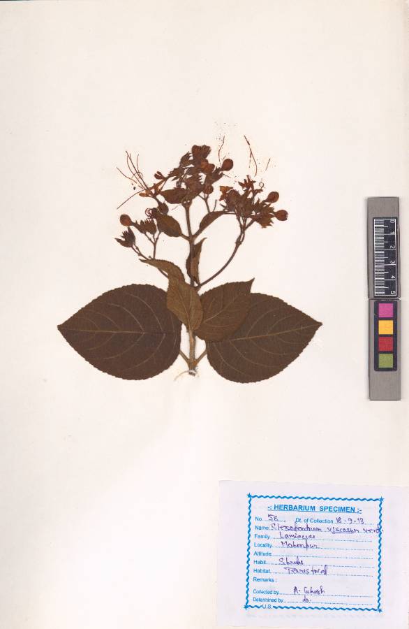 Clerodendrum viscosum Vent.
(VUHLAMI00004.1)