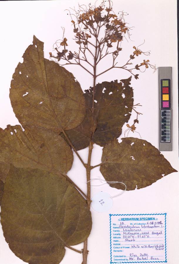 Clerodendrum infortunatum
L.
(VUHLAMI00014.1)