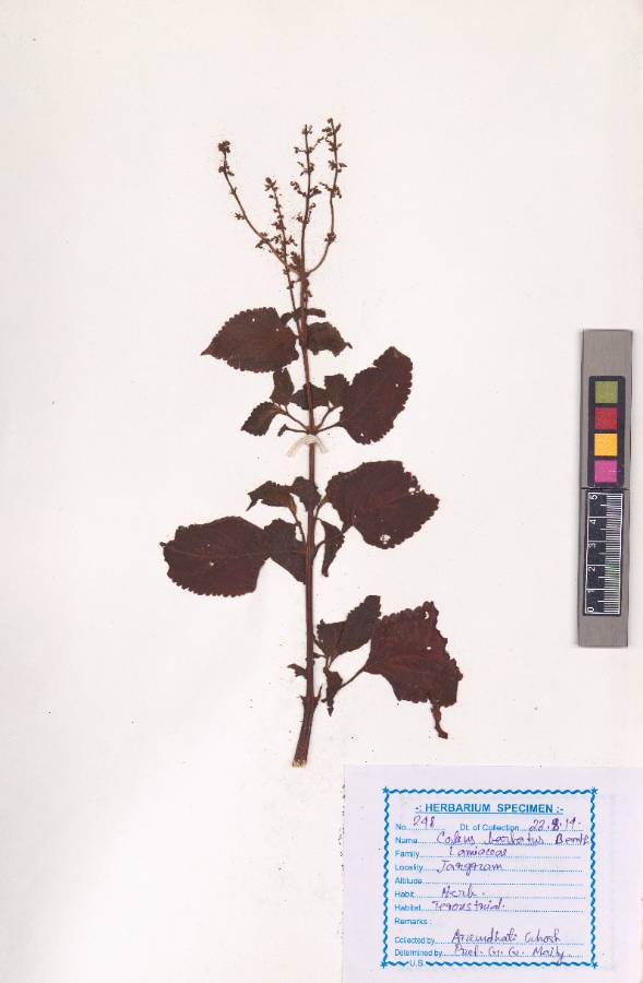 Coleus barbatus
(Andrews) Benth. ex G.Don
(VUHLAMI00005.1)