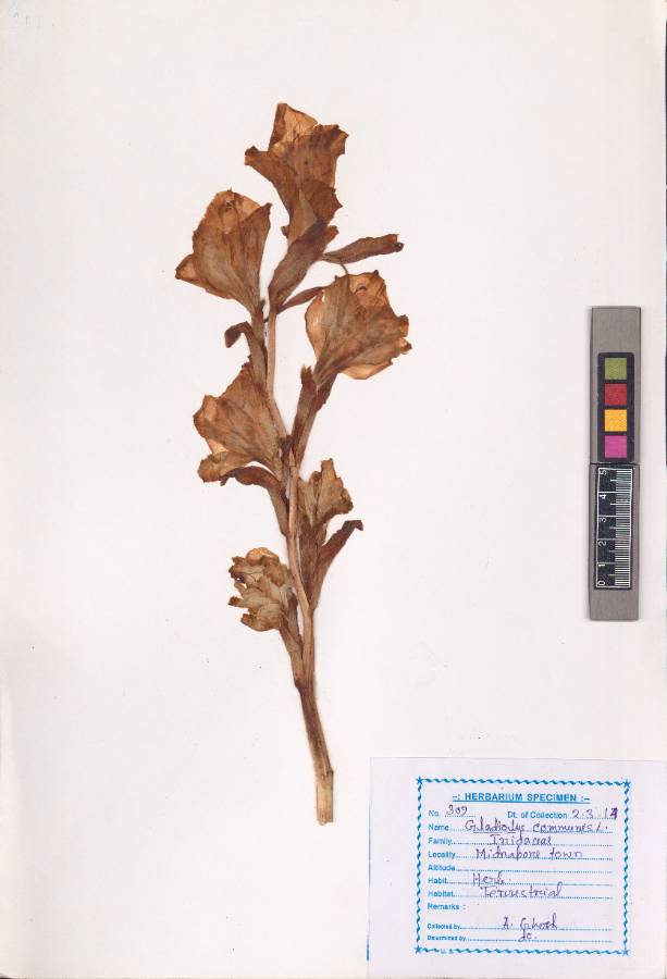 Gladiolus communis
L. (VUHIRID00001.1)