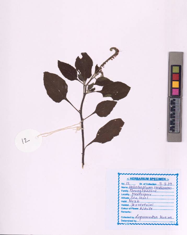 Heliotropium indicum
L. (VUHBORA00001.1)