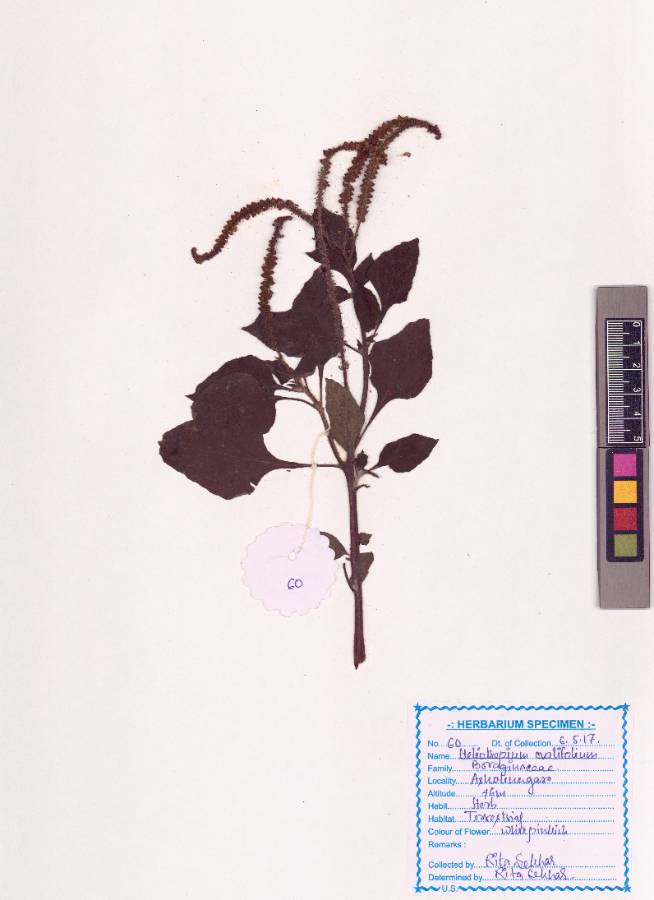 Heliotropium ovalifolium Forssk. (VUHBORA00002.1)