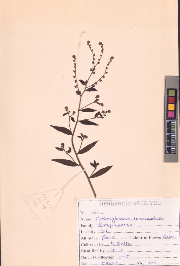 Cynoglossum lanceolatum
Forssk. (VUHBORA00003.1)