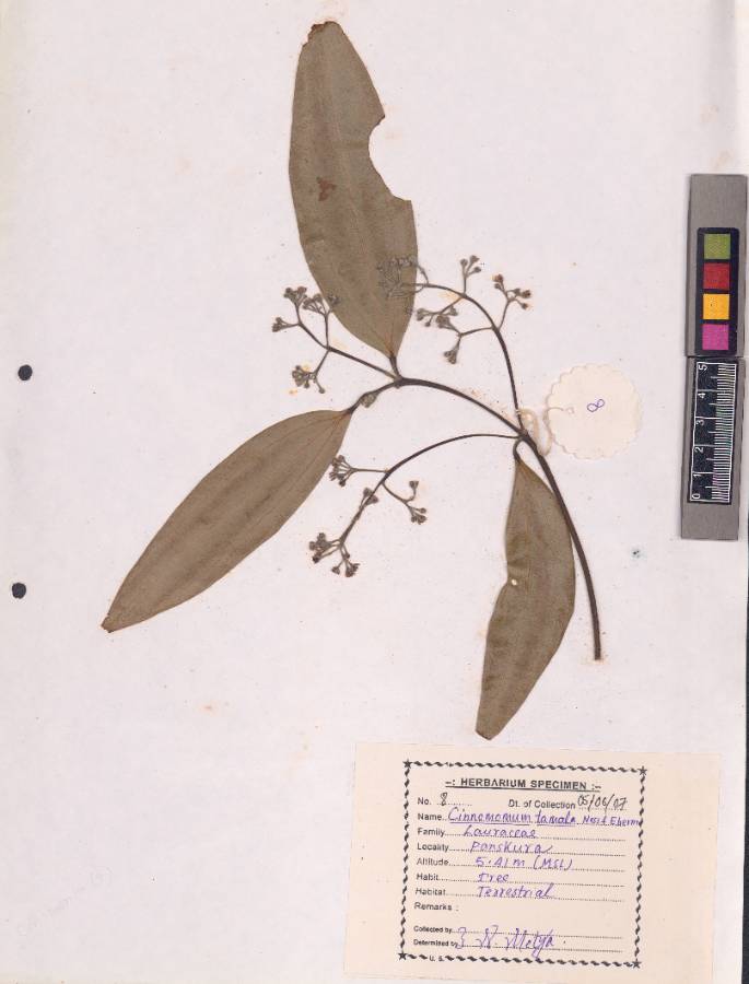 Cinnamomum tamala
(Buch.-Ham.) T.Nees & C.H.Eberm. (VUHLAUR00001.1)