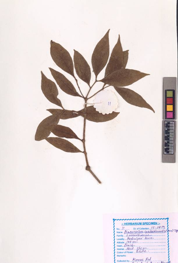 Macrosolen cochinchinensis (Lour.) Tiegh. (VUHLORA00001.1)