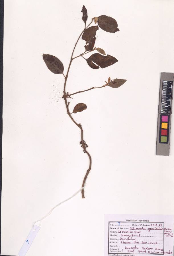 Scurrula gracilifolia (Roxb. ex Schult.f.) Danser (VUHLORA00002.1)