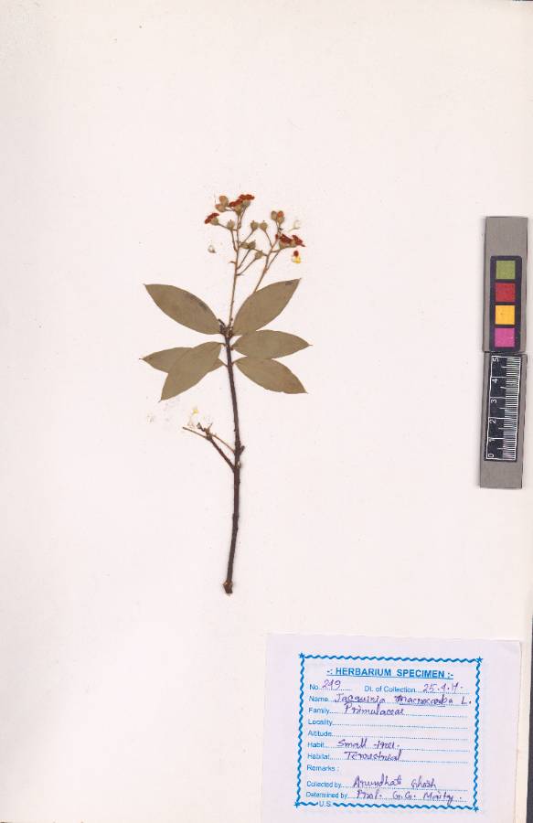 Jacquinia macrocarpa Cav. (VUHPRIM00001.1)