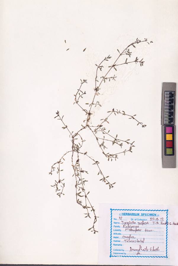 Dentella repens
(L.) J.R.Forst. & G.Forst. (VUHRUBI00002.1)