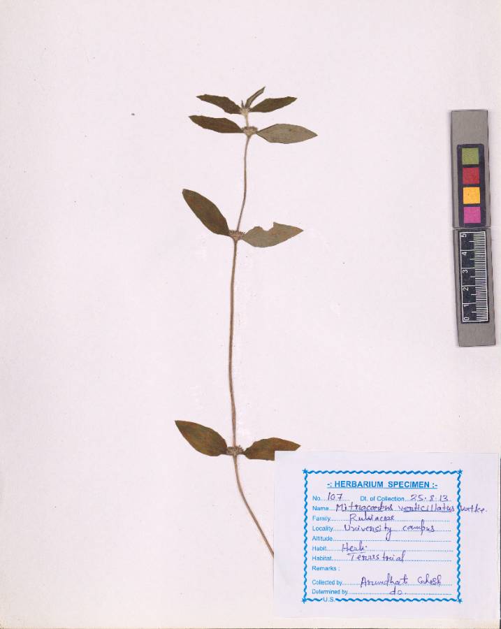 Mitracarpus verticillatus (Schumach. & Thonn.) Vatke (VUHRUBI00005.1)