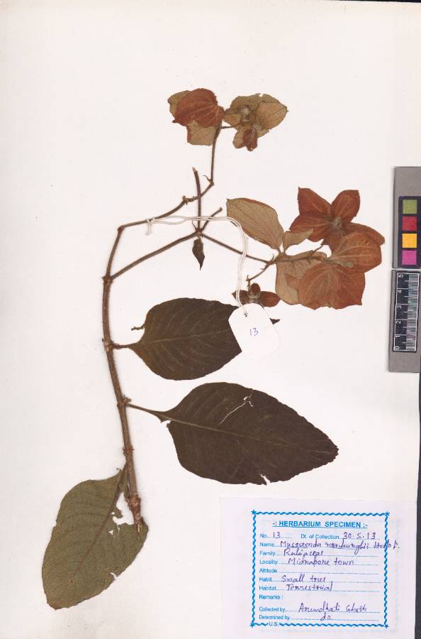 Mussaenda roxburghii Hook.f. 
(VUHRUBI00006.1)