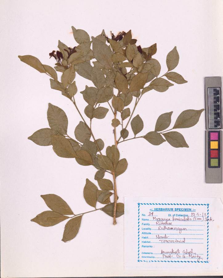 Murraya paniculata
(L.) Jack (VUHRUTA00004.1)