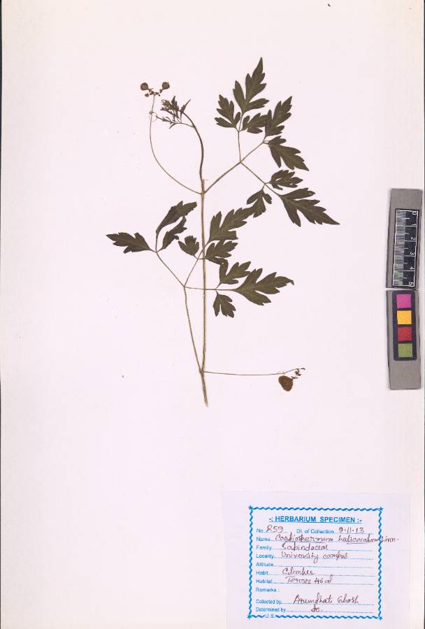 Cardiospermum halicacabum
L. (VUHSAPI00001.1)