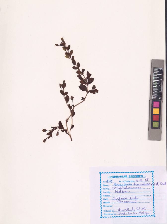 Mecardonia procumbens (Mill.) Small
(VUHSCRO00001.1)