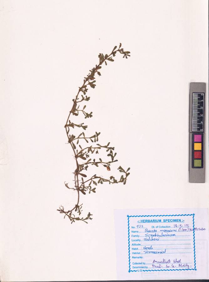 Bacopa monnieri
(L.) Pennell
(VUHSCRO00004.1)