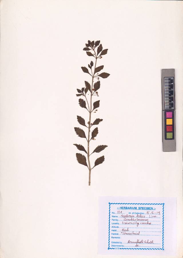 Scoparia dulcis
L. (VUHSCRO00006.1)