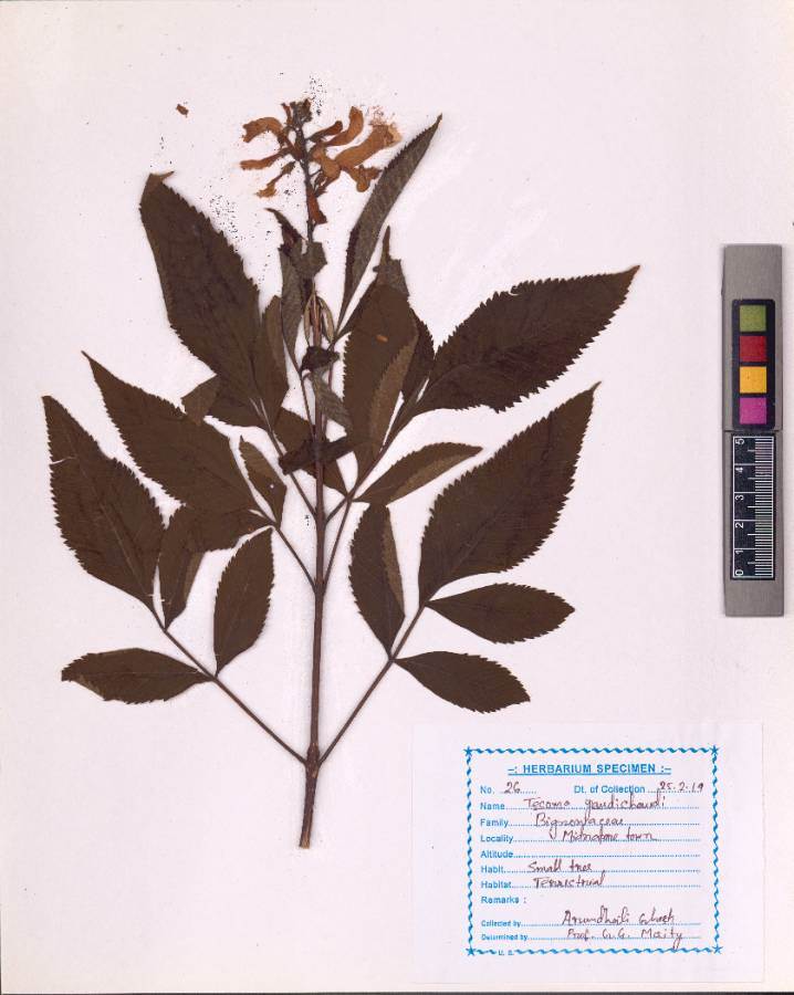 Tecoma gaudichaudii DC.(VUHBIGN00001.1)