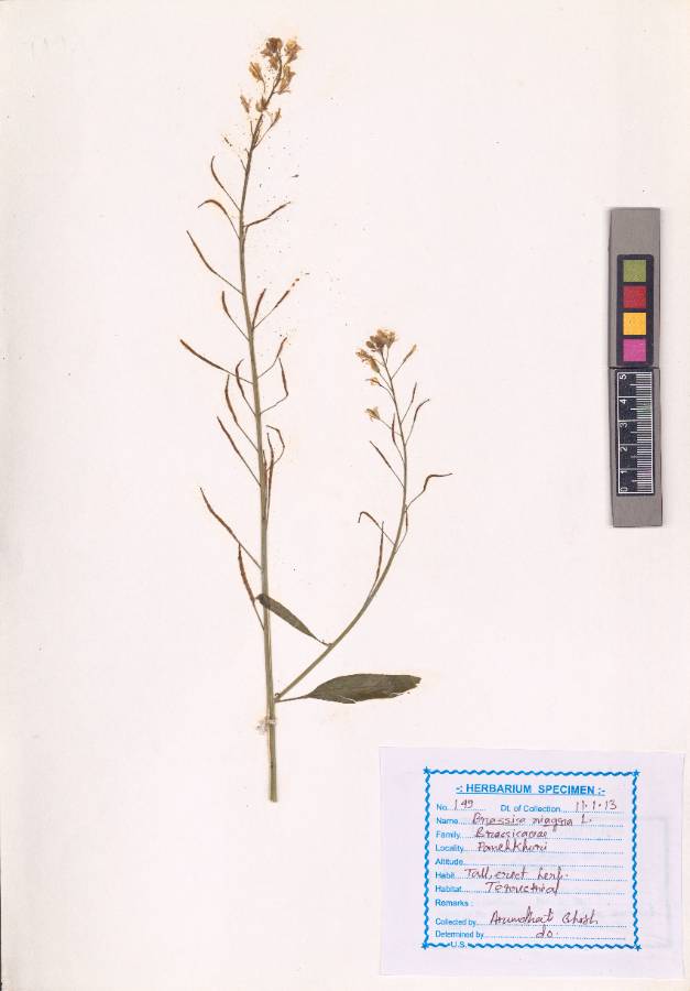 Brassica nigra
L. (VUHBRAS00002.1)